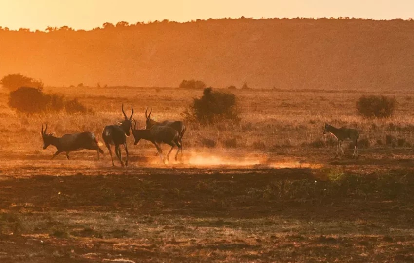 antilope-voyage-ecovolontariat-sagittarius-voyage