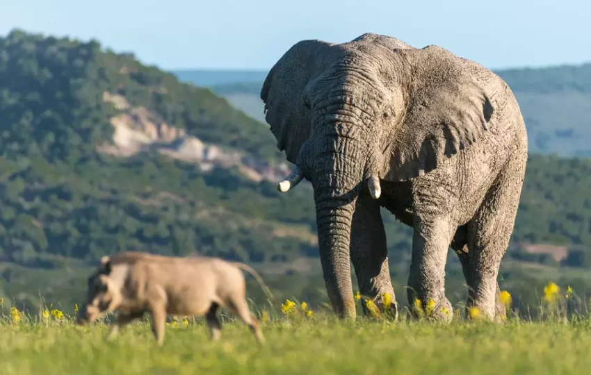 elephant-animaux-liberte-voyage-tourisme-engage-solidaire