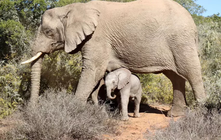 elephant-reserve-parc-animaux-sagittarius-voyage