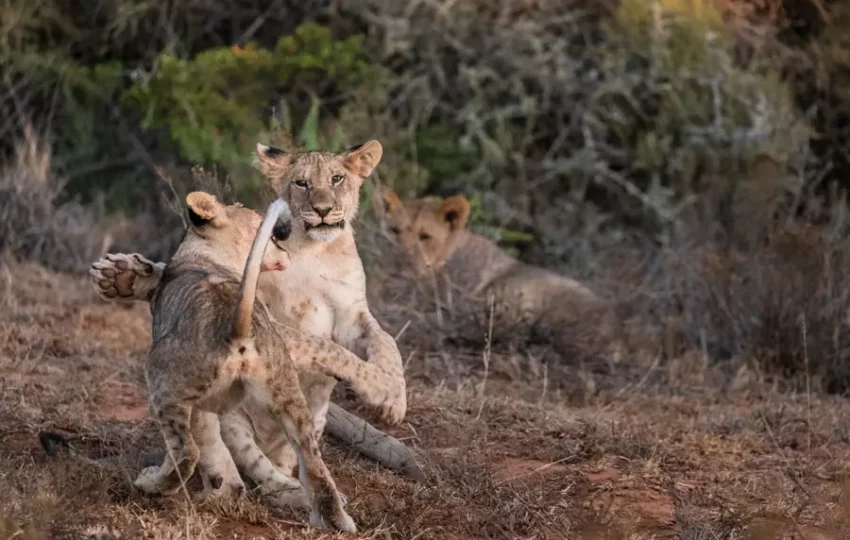 lion-reserve-naturelle-afrique-tourisme-engage-sagittarius-voyage