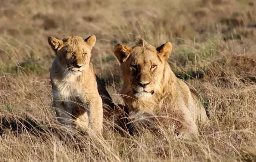 lion-sagittarius-voyage-afrique-safari-observation-animaux