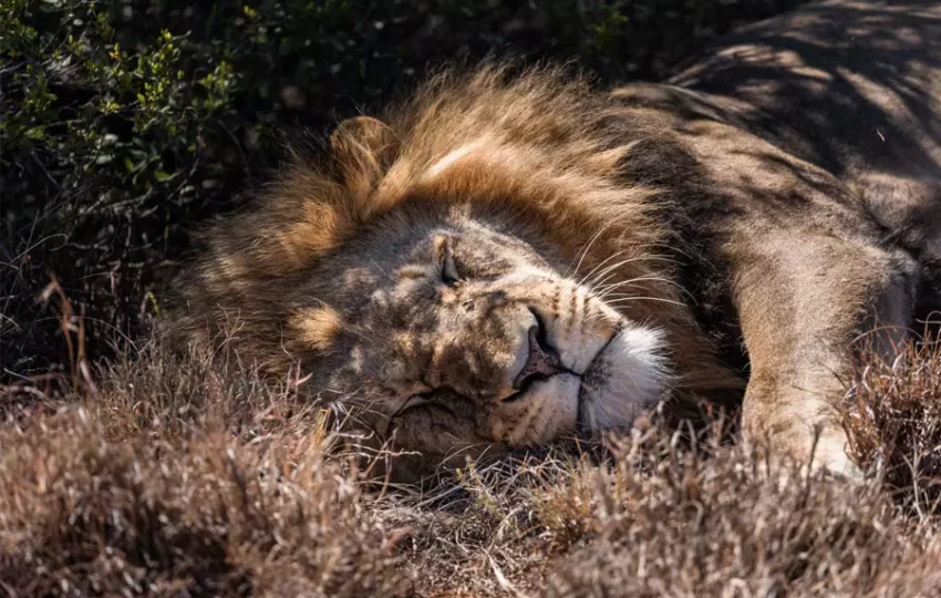 observation-animaux-lion-voyage-nature-animaux-etranger