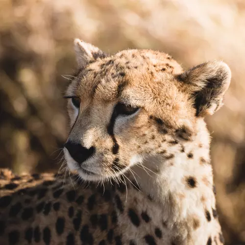 Sauvegarde de la faune africaine & vie durable en Afrique du Sud