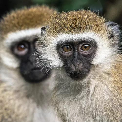 Centre de soins de la faune sauvage en Afrique du Sud