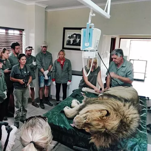 Conservation des animaux africains – Stage Vétérinaire