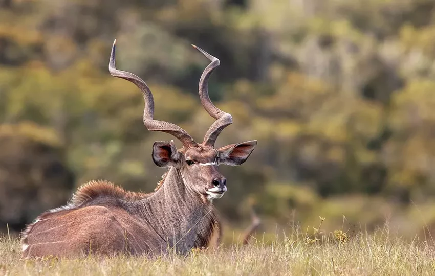 voyage-decouverte-afrique-animaux-sauvages