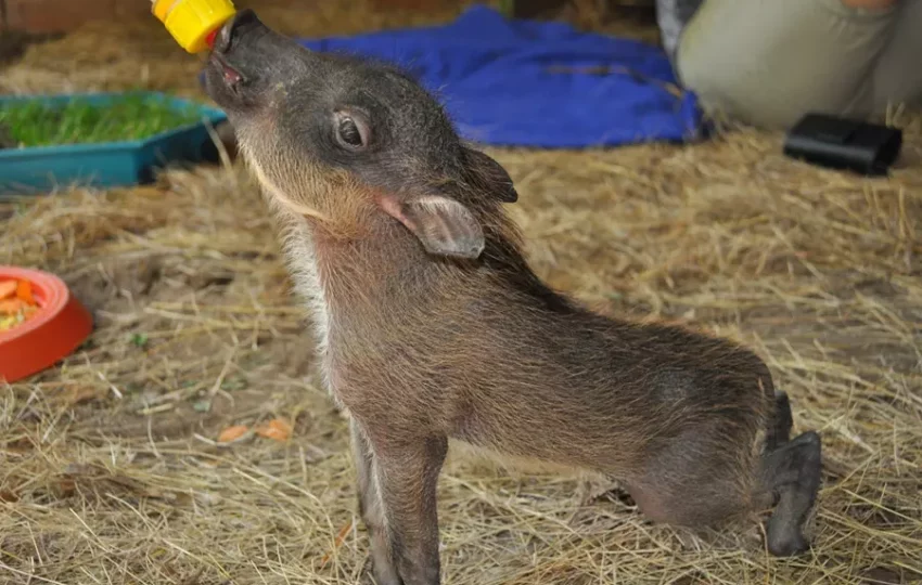 voyage-participatif-centre-soins-animaux_sauvage-sauvegarde-reintroduction